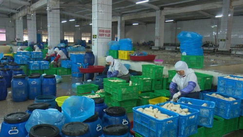 宝应县强化藕制品企业执法检查，依法整治藕渣乱倒问题